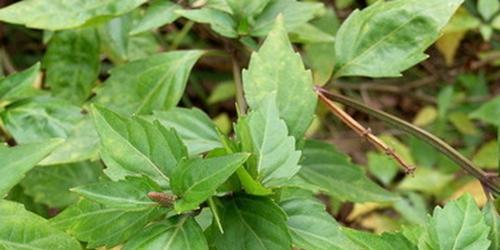 猫须草的生长环境和种植技巧（寻找适宜种植猫须草的场所和保持生长的方法）