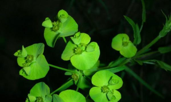 猫眼草——小巧玲珑的草本植物（解析猫眼草的特征）