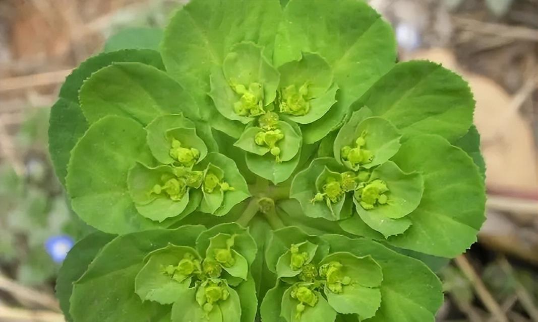 猫眼草——小巧玲珑的草本植物（解析猫眼草的特征）