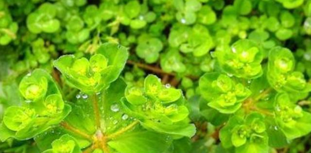 猫眼草——小巧玲珑的草本植物（解析猫眼草的特征）