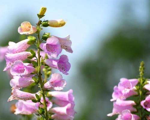 毛地黄的夏季养护及注意事项（毛地黄的夏季养护及注意事项）