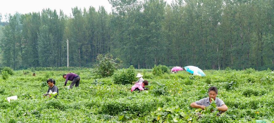 毛豆成熟采摘攻略（夏季）