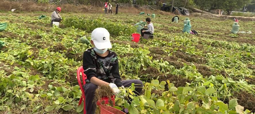 毛豆成熟采摘攻略（夏季）