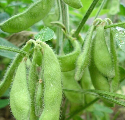 北方毛豆的种植时间（掌握适宜的种植时间）