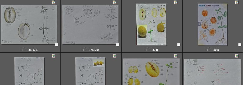 教你轻松剥毛豆壳（让剥壳变得更加简单易行）