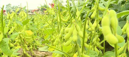 如何合理种植毛豆（毛豆的种植时间）