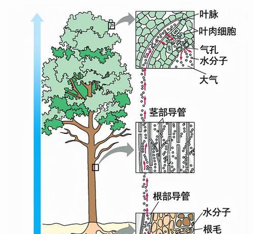 毛汉尼配土法——提高种植土壤质量的有效方法（以土壤改良为核心）