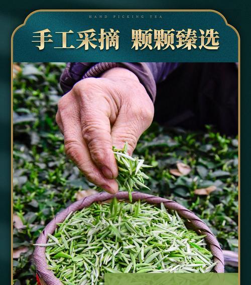 毛尖茶的采摘与收获季节（探究毛尖茶的生长规律与品质特点）