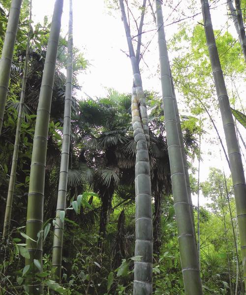 探讨毛竹在北方种植的可行性（北方种植毛竹）