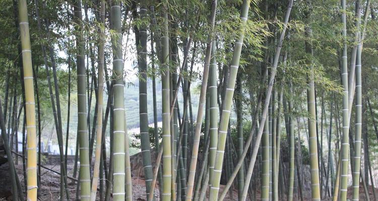 毛竹生长环境及生长地方条件（毛竹的适生条件与生态作用）