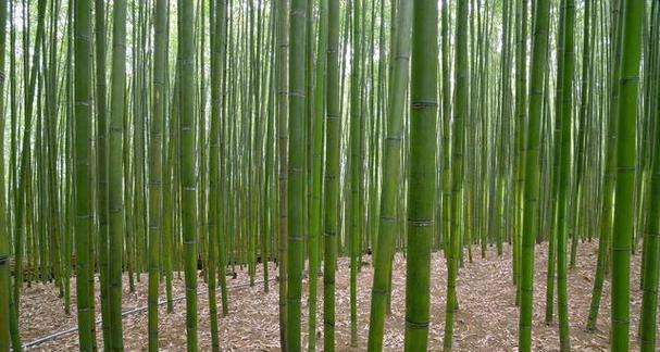 毛竹生长环境及生长地方条件（毛竹的适生条件与生态作用）