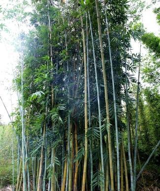 毛竹种植时间选择的重要性（掌握正确的种植时间）