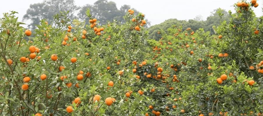 茂谷柑的种植条件和产地介绍（从土壤到气候）