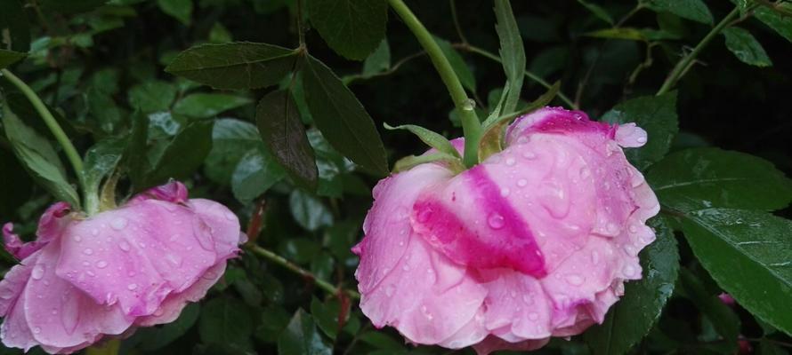 玫瑰花在冬天为何落叶（探究玫瑰花冬季落叶的原因和防治方法）