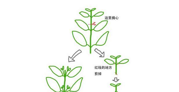 如何正确修剪玫瑰海棠（玫瑰海棠修剪技巧）