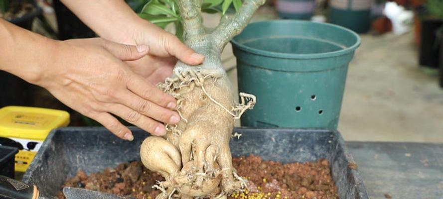 如何正确种植玫瑰花（从选盆到移栽）