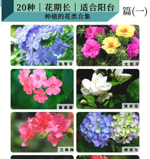 四季花开，美丽永恒（四季最有代表性的花种类与特点）