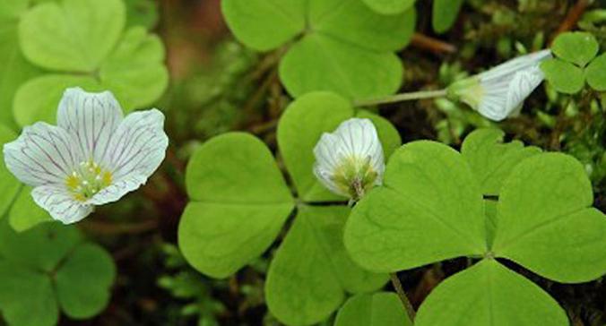 四叶草的花语与象征意义（探寻四叶草的神秘力量）