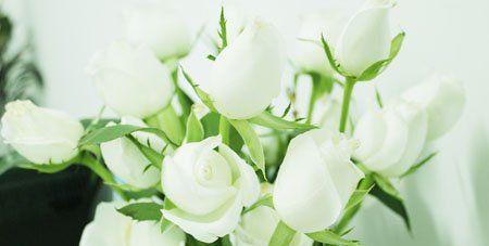 送人白玫瑰的含义与传统（传递祝福与美好的象征）