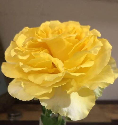送一朵黄玫瑰的含义（探索黄玫瑰的神秘暗示）