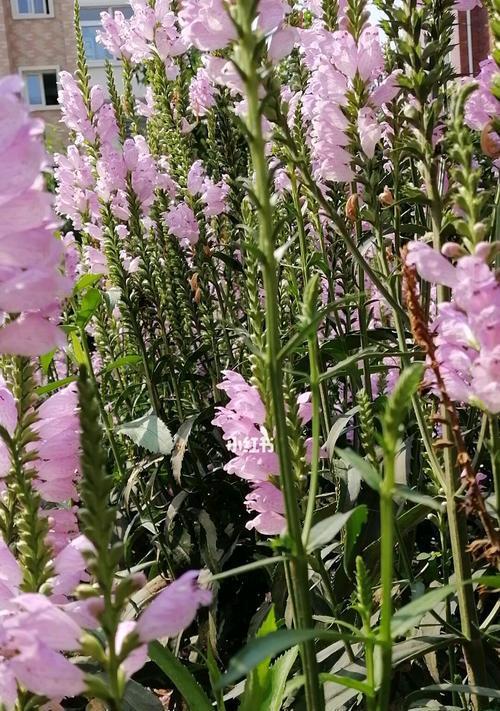 随意草的花语——自由与自在（探寻自然之美）