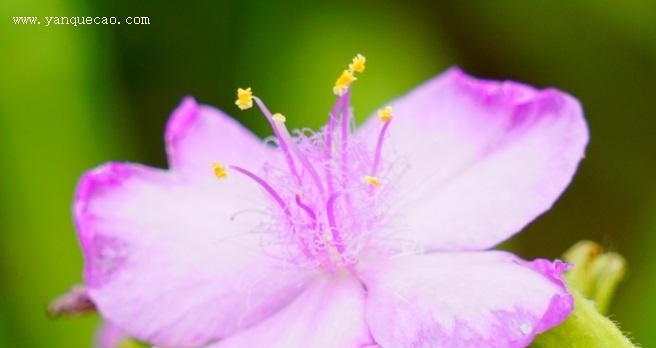 以索玛花的花语为主题的文章（揭示索玛花的花语和象征意义）