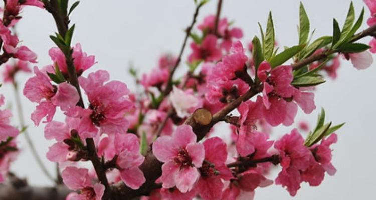 桃花花语（桃花寓意美好的爱情与幸福）