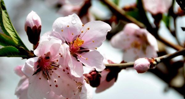 桃花花语（桃花寓意美好的爱情与幸福）