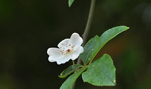 荼蘼花语与象征之美（荼蘼的花语及其象征意义）