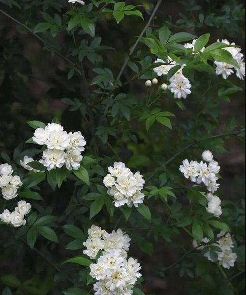 荼蘼花语的意义与传承（探寻荼蘼花所传达的坚韧与美丽）