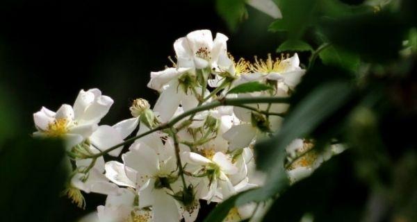 荼蘼花语的美丽与深意（荼蘼花语的象征与祝愿）