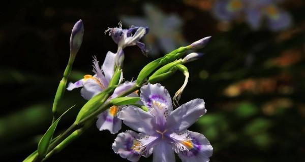 尾花鸢尾花语之美——一朵花散发的无限魅力（揭开尾花鸢尾花语的神秘面纱）