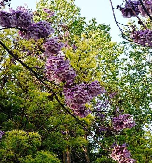 梧桐花的寓意与意义（梧桐花的美丽与哲学）