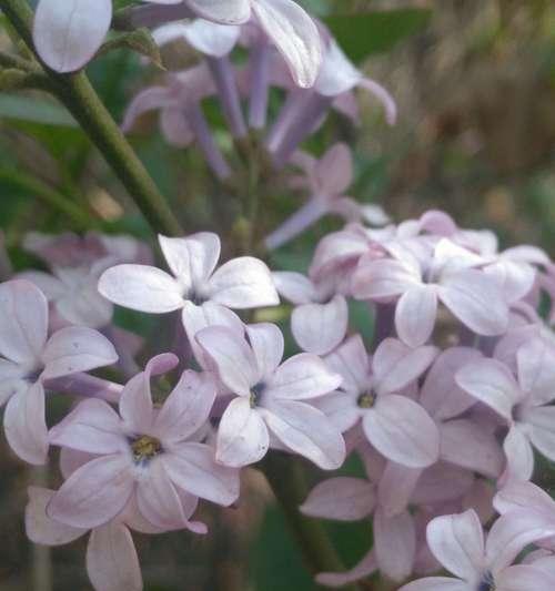 五瓣丁香花的含义及象征（绽放美丽的五瓣丁香蕴藏深远寓意）