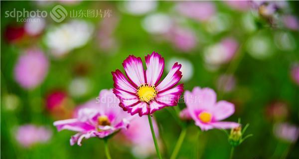 夏日花海，花开花落的意义（探寻花朵的花语之美）