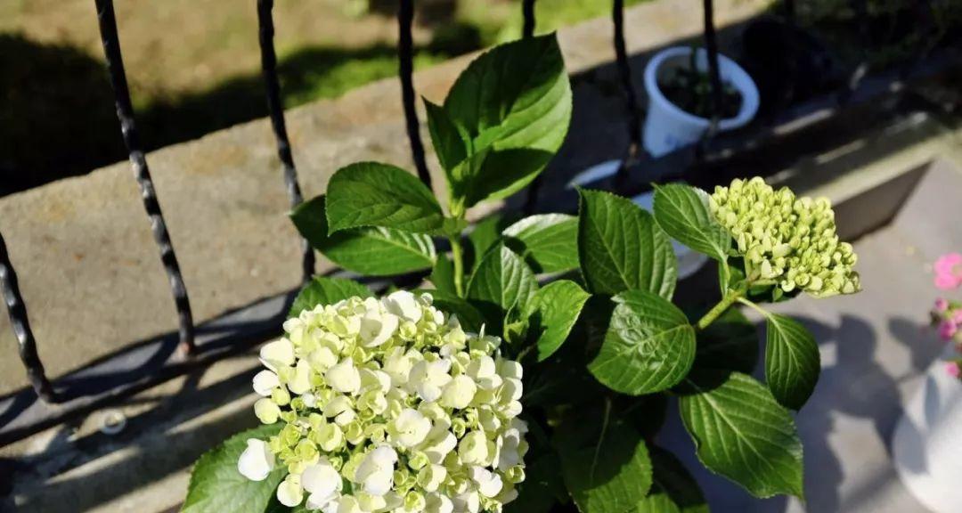 夏日之花（夏天的代表植物及其美丽传说）