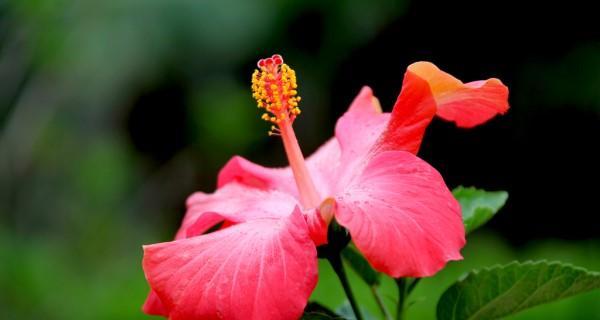 夏日之花（夏天的代表植物及其美丽传说）