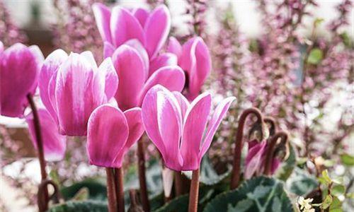 花开花落，花语浅析（以仙客来花语为主题的深入探讨）