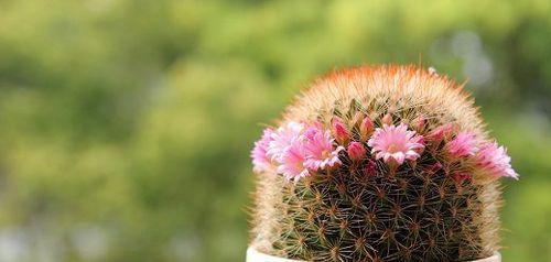 仙人掌花语之花开富贵（探索仙人掌花语的深意）