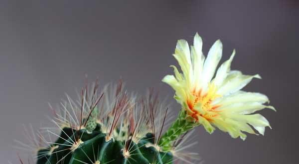 仙人掌花的花语与意义（揭秘仙人掌花的神秘花语）