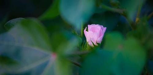 光明与黑暗并存的花之美（探寻花中的神秘和矛盾）