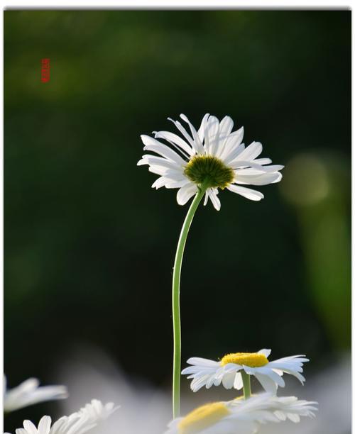 小雏菊的寓意与象征（探索小雏菊的内涵与象征意义）