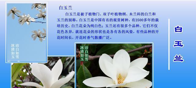 杏花的花语与寓意（揭秘古代对杏花的别称以及其所蕴含的意义）