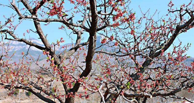 杏花的花语与寓意（揭秘古代对杏花的别称以及其所蕴含的意义）