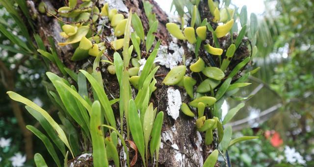 铁皮石斛的种植适宜性研究（探究铁皮石斛的适宜种植环境和种植技巧）