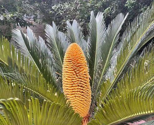 铁树开花时间及种植技巧（探究铁树开花的时间及如何正确种植）