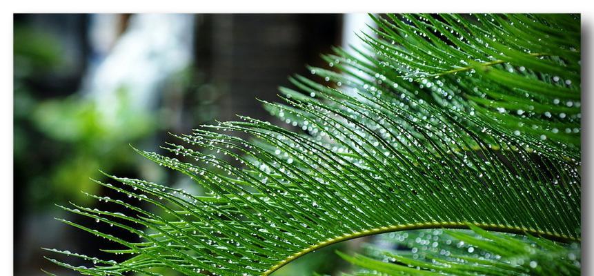 铁树到底能不能淋雨（揭开铁树的秘密）