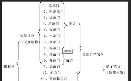 铁树的分株移植方法（分株移植时间）