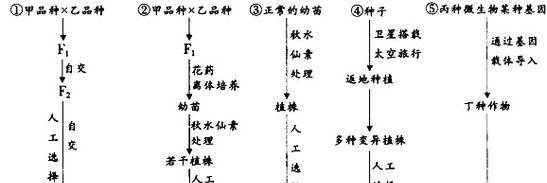 铁树的分株移植方法（分株移植时间）