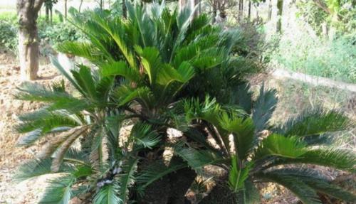 铁树种植的最佳时间（了解铁树的生长特点）